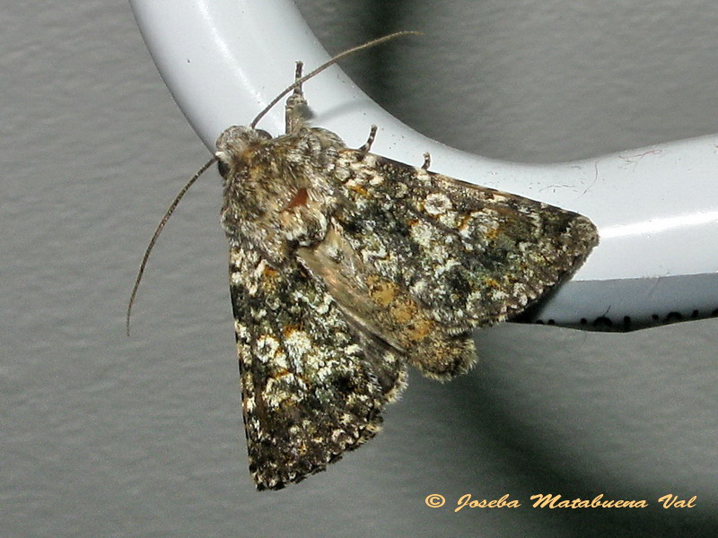 Hadena (Hadena) consparcatoides (Noctuidae) ? S